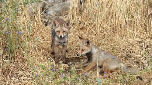 Young Red Fox Cubs Playing Together