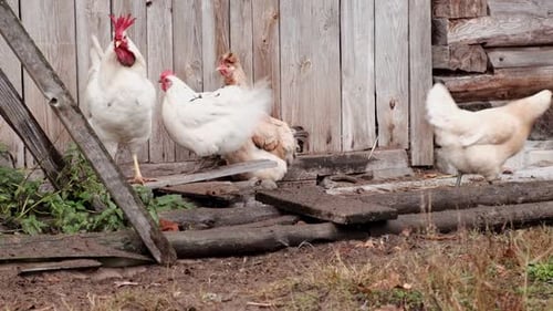 Rooster and White Chickens in a Homestead Foraging Feed at Backyard Coop Brown Hen Wandering in a
