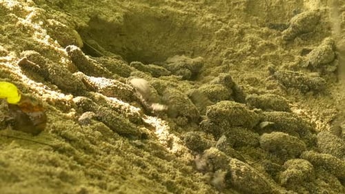 Close-up of Hawksbill Turtle Hatchlings as they start to head toward the exit of the nest
