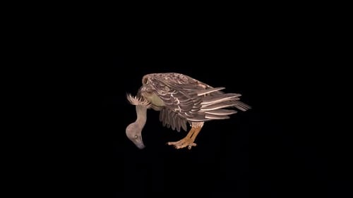Vulture Eat 2
