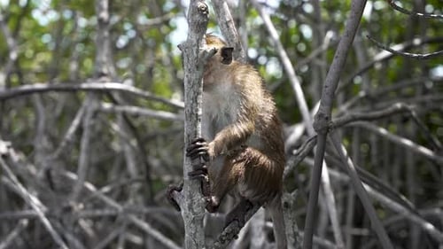 Toque Sitting on Tree Branch in Negombo, Sri Lanka