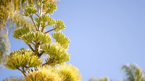 Fleur d'agave, centenaire ou fleur de sentinelle, fleur ou inflorescence
