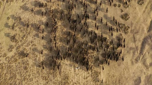 Farmer Riding A Horse Herding Huge Flock Of Cattle During Sunset In Kayseri, Cappadocia Turkey. Aeri