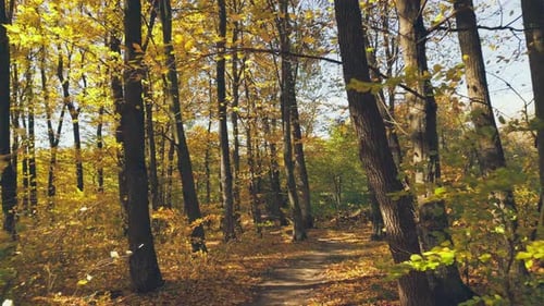 Path in the Autumn Forest