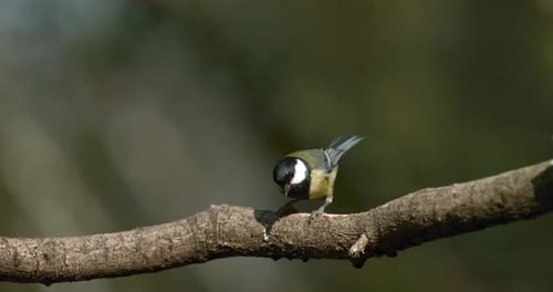 Great Tit, parus major, Adult on Branch, Wing Flapping, Normandy in France, Slow Motion 4K