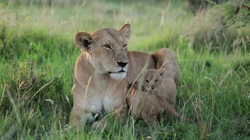 Lioness Rests With Cub In Tall Grass In Slow Motion, Masai Mara
