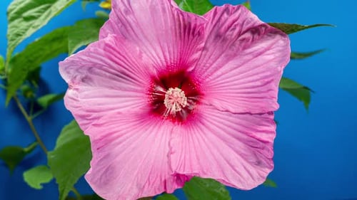 Pink hibiscus flower blooms in time lapse