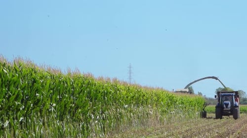 Una cosechadora cosecha un campo de maíz arrojándolo en el remolque de un tractor en una soleada mañana de verano.