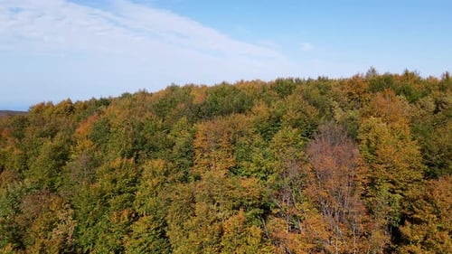 Autumn Forest
