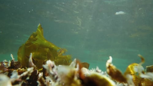 Unterwasseraufnahme von Seetang, der in der Strömung des kristallklaren Meerwassers schwankt