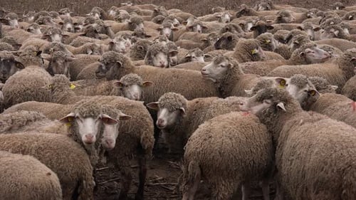 Large Flock of Sheep Huddling in Rural Setting