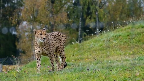 Cheetah Walks and Striking Owl Portrait in Nature