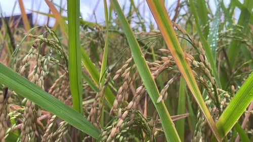 Yellow ripe paddy on the rice field ready to harvest. Rice grains that have turned yellow