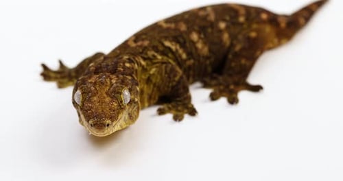 Tokay gecko looking up towards camera sticks out tongue - panning shot