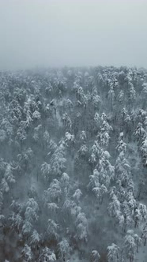 Vertical Winter Forest - 4K