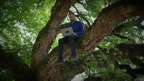 Man Works On Laptop Sitting in Tree