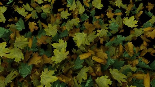 Dynamic Full Screen Animated Autumn Leaves Transition From The Top Than Explode