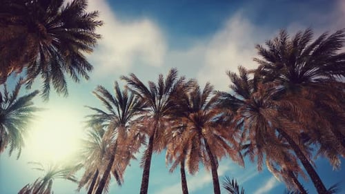 Palm Trees and Blue Sky at Tropical Coast