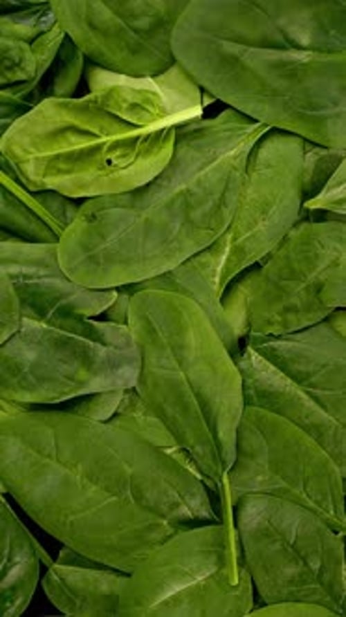 Fresh Organic Spinach Leaves As Healthy Lifestyle and Vegan and Vegetarian Nutrition Background