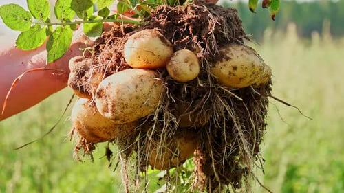 Organic potato crop agriculture eco farm harvesting season natural with soil