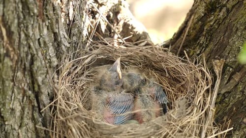 Baby Birds in a Nest