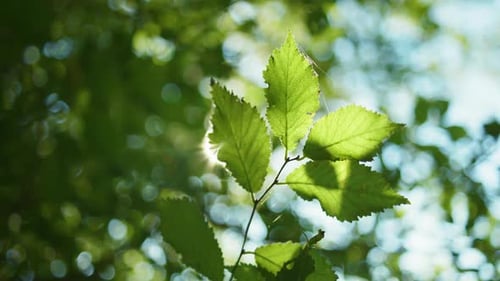Plan 4K Ralenti d'une branche d'arbre se déplaçant dans le vent, les feuilles laissant apparaître la lumière du soleil
