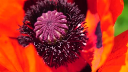 Roter Mohnblumenkopf, Nahaufnahme von blühenden Mohnblumen auf der Wiese, wildes Mohnfeld, das im Wind schwankt