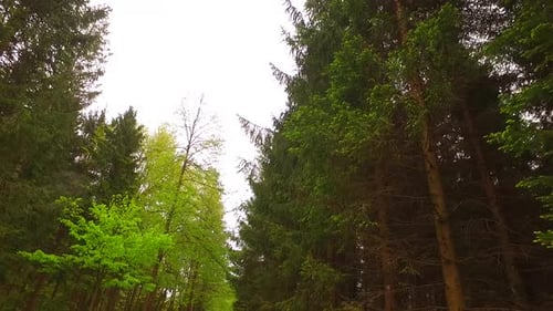 Observing Spruce Forest While Walking by