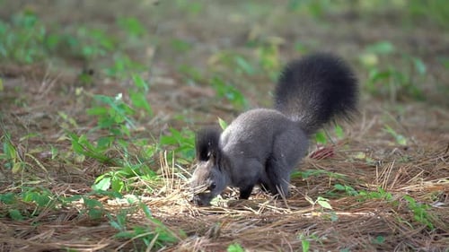 Eurasian Red squirrel or Korean squirrel jumps on the ground and smells fallen pine needles searchin