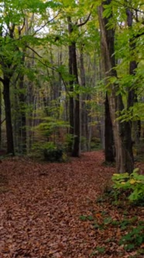 Herbstliche Waldlandschaft
