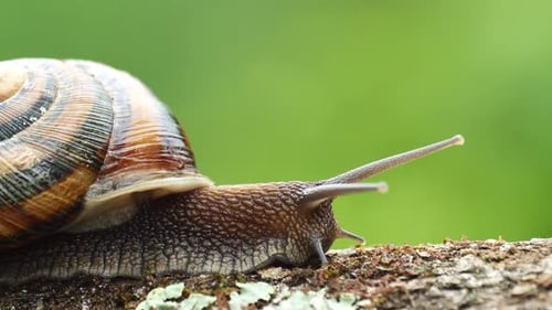 Snail Moving Slowly Along Mossy Branch