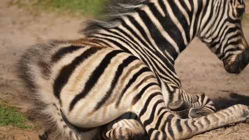 Close up of lone zebra foal resting on the dry savannas of Addo Park, South Africa