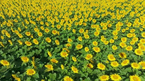 Field Of Blooming Sunflowers In Summer - Drone Shot