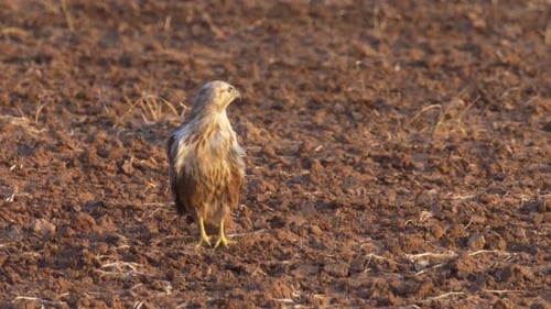 Long legged buzzard perching on field, Judea plain, Israel