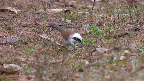 Charming Bird Foraging on Forest Floor