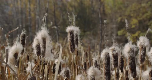Gust of wind blows cattail fluff into the air. Close up on slowmo. Camera follows fluff.