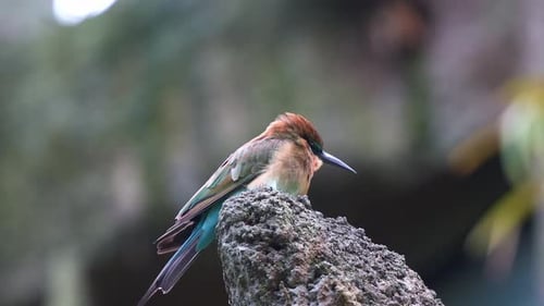 A Blue-tailed bee-eater (Merops philippinus) with vibrant plumage, perches on a rugged rock against