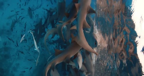 Sharks Underwater with Tropical Fishes in Blue Ocean Nurse Shark in Tropical Sea on Maldives