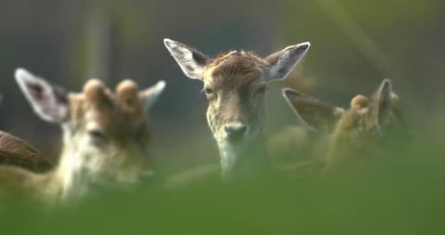 Eine Nahaufnahme eines weiblichen Damhirsches, das durch das lange Gras geschossen wurde, in 4k