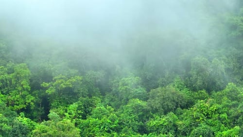 Drone above the forest and mist.