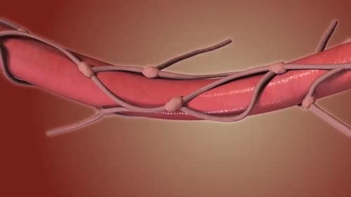 3D Medical Animation: Signal Flow Through Nerve or Vessel