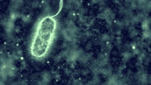 Microbiome, gut bacteria