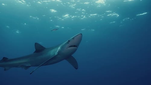 Large Blue Shark swimming close up with backlight and light rays in the Atlantic Ocean near the Azor