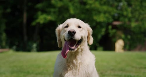 Close Up of a Golden Retriever Panting