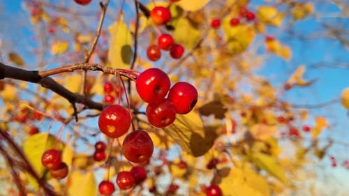 Red Berries are Hanging From the Branch of a Tree with Yellow Leaves