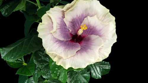 Blooming Hibiscus Flower Blossom Time Lapse on Black
