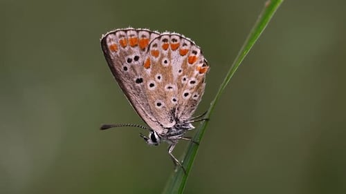 Mariposa sobre hoja verde meciéndose en el viento. Foto macro