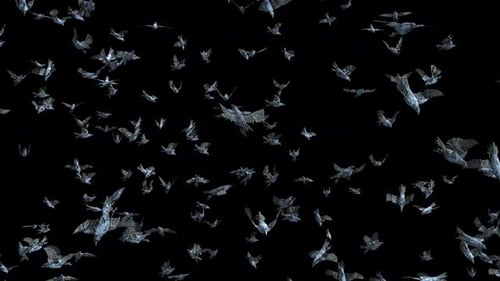 Large Flock of Realistic Crows Flying on Alpha Channel