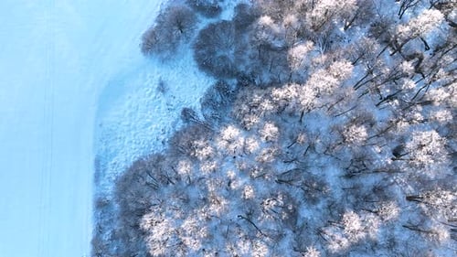 Aerial view of a snowcovered forest frosty trees in a winter landscape. Topdown aerial perspective