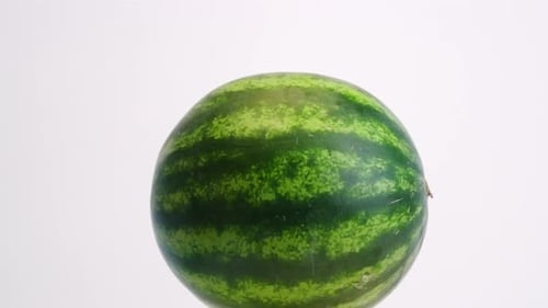 Bright green whole watermelon dropping through frame on white backdrop and bouncing up and down in s